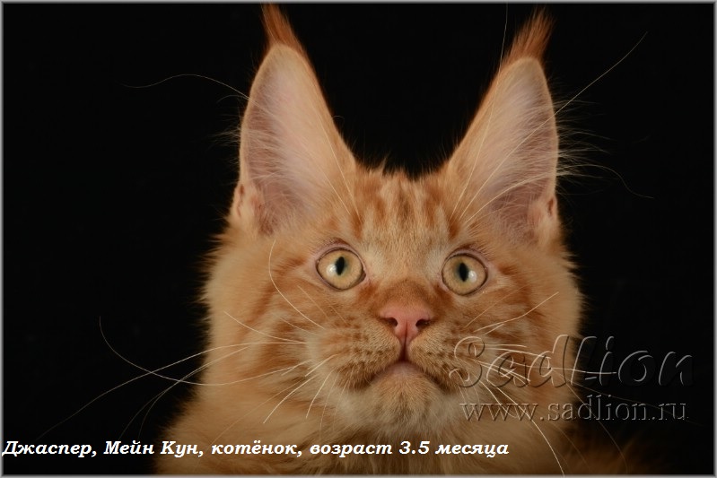 Джаспер, Мейн Кун, котёнок, возраст 3.5 месяца