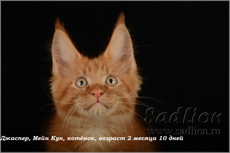 Джаспер, Мейн Кун, котёнок, возраст 2 месяца 10 дней