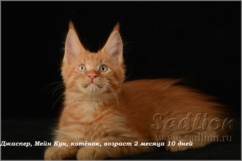 Джаспер, Мейн Кун, котёнок, возраст 2 месяца 10 дней