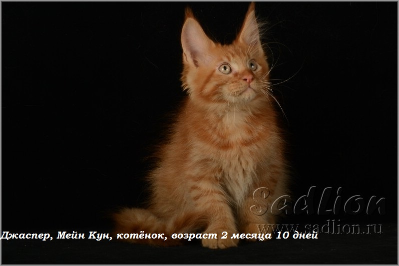 Джаспер, Мейн Кун, котёнок, возраст 2 месяца 10 дней