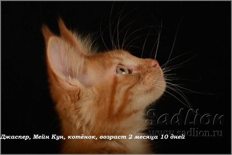 Джаспер, Мейн Кун, котёнок, возраст 2 месяца 10 дней