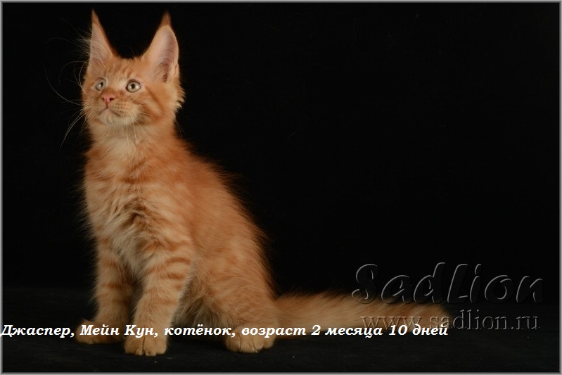 Джаспер, Мейн Кун, котёнок, возраст 2 месяца 10 дней