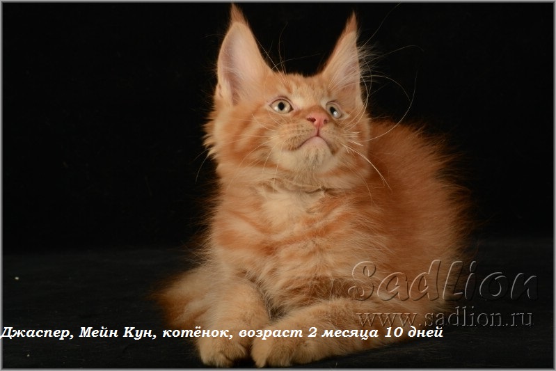 Джаспер, Мейн Кун, котёнок, возраст 2 месяца 10 дней