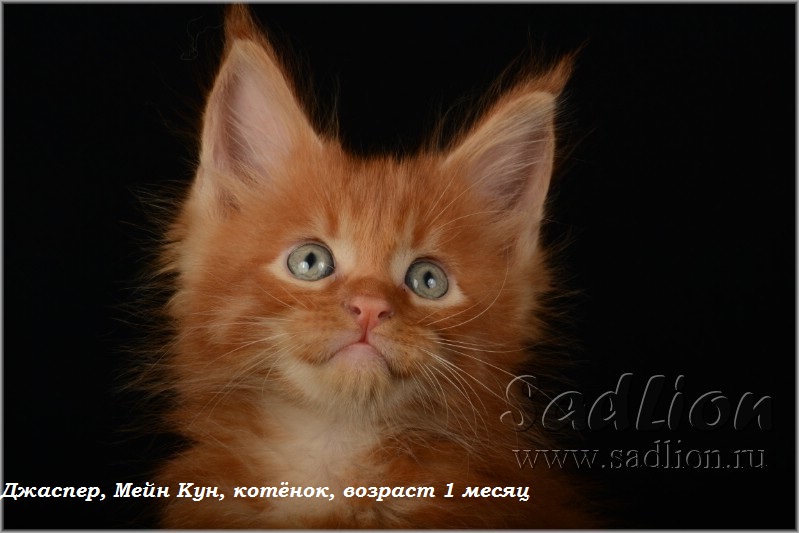 Джаспер, Мейн Кун, котёнок, возраст 1месяц
