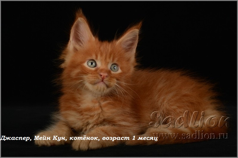 Джаспер, Мейн Кун, котёнок, возраст 1месяц