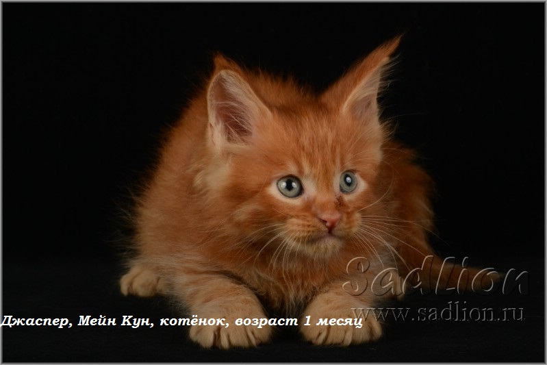 Джаспер, Мейн Кун, котёнок, возраст 1месяц