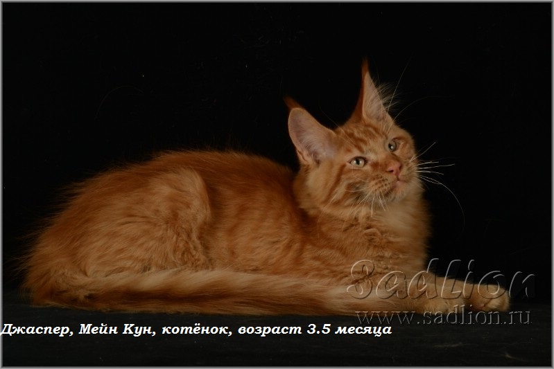 Джаспер, Мейн Кун, котёнок, возраст 3.5 месяца