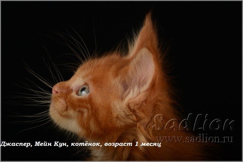 Джаспер, Мейн Кун, котёнок, возраст 1месяц
