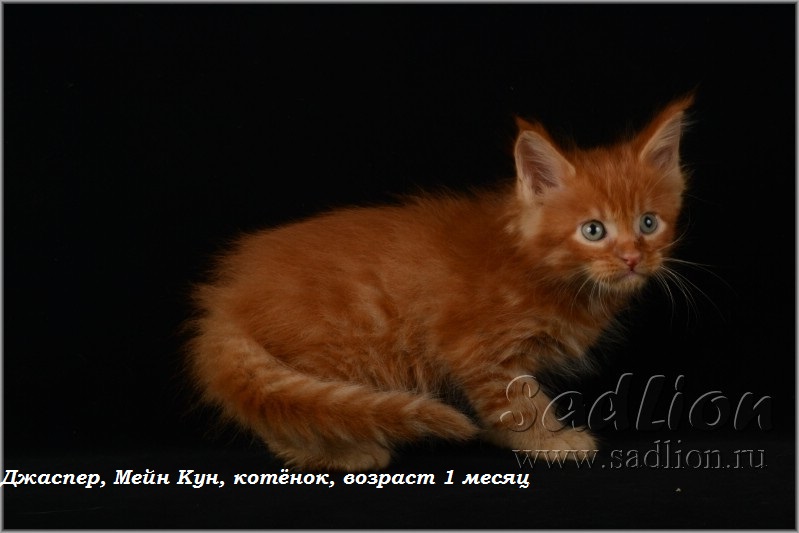 Джаспер, Мейн Кун, котёнок, возраст 1месяц