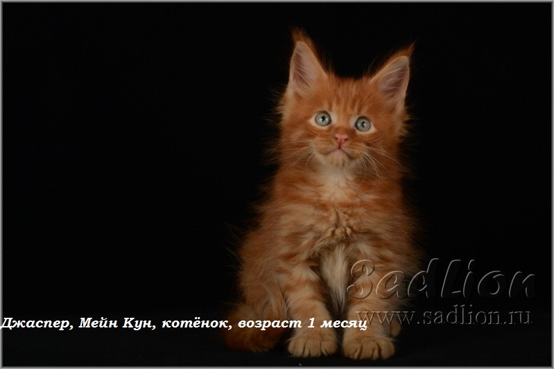 Джаспер, Мейн Кун, котёнок, возраст 1месяц