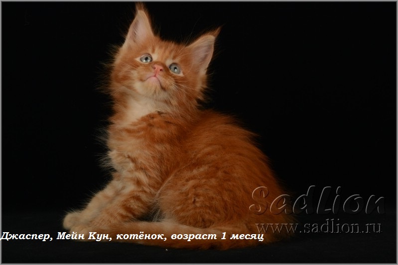 Джаспер, Мейн Кун, котёнок, возраст 1месяц