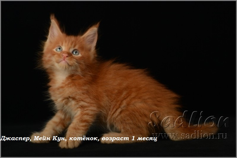 Джаспер, Мейн Кун, котёнок, возраст 1месяц