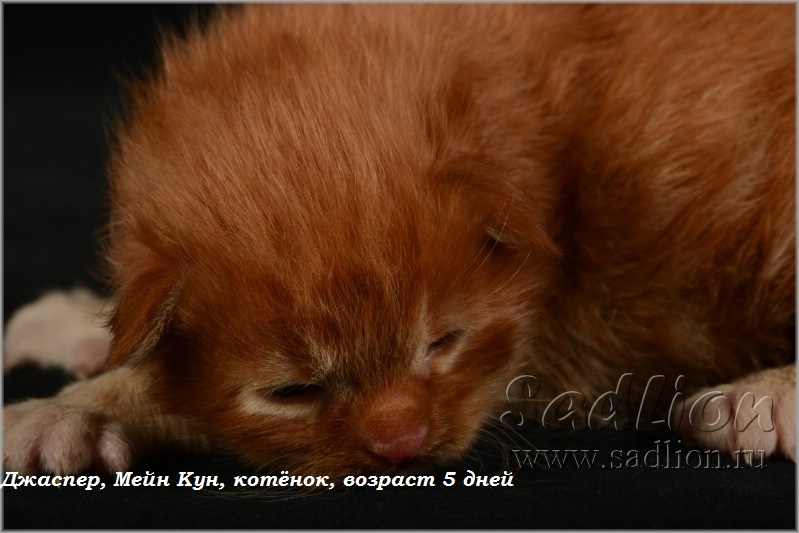 Джаспер, Мейн Кун, котёнок, возраст 5 дней
