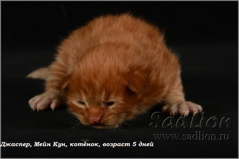 Джаспер, Мейн Кун, котёнок, возраст 5 дней