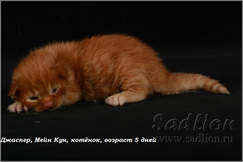 Джаспер, Мейн Кун, котёнок, возраст 5 дней