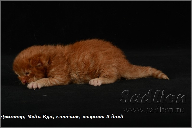 Джаспер, Мейн Кун, котёнок, возраст 5 дней