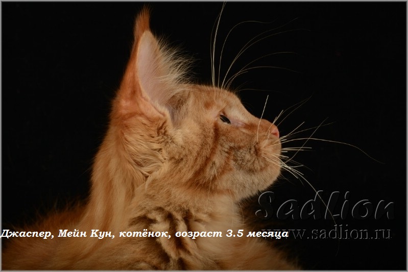 Джаспер, Мейн Кун, котёнок, возраст 3.5 месяца