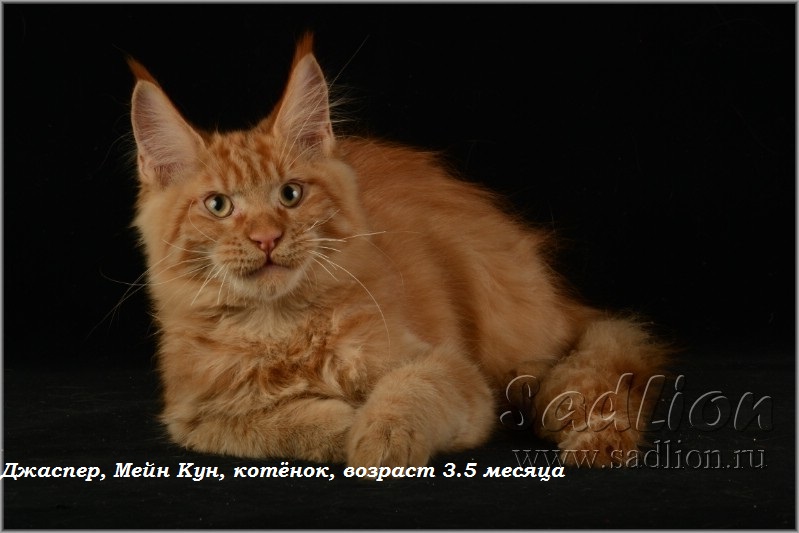 Джаспер, Мейн Кун, котёнок, возраст 3.5 месяца