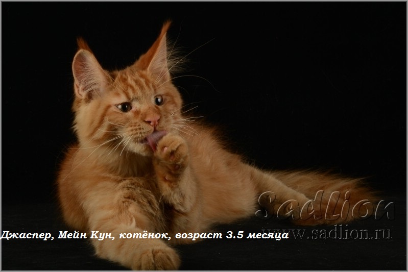 Джаспер, Мейн Кун, котёнок, возраст 3.5 месяца