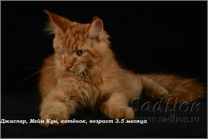 Джаспер, Мейн Кун, котёнок, возраст 3.5 месяца