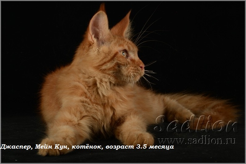 Джаспер, Мейн Кун, котёнок, возраст 3.5 месяца