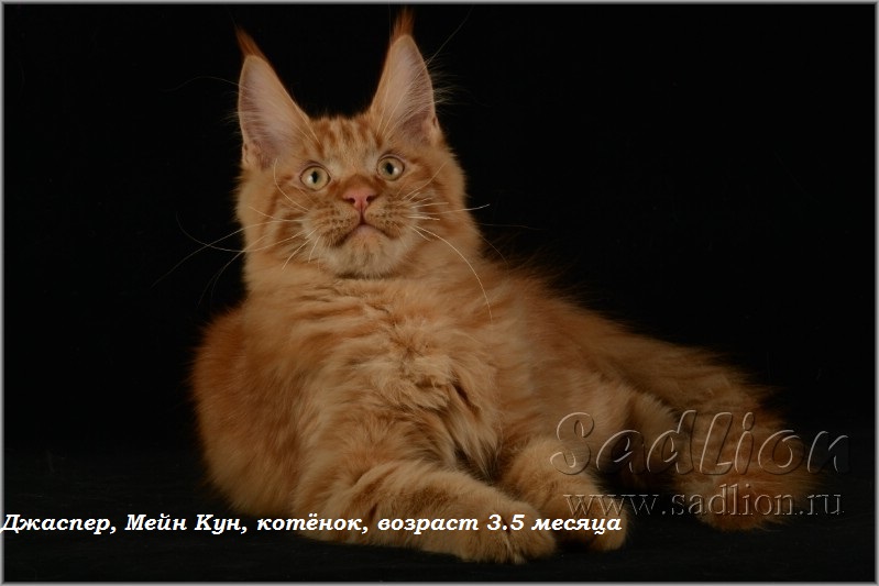 Джаспер, Мейн Кун, котёнок, возраст 3.5 месяца