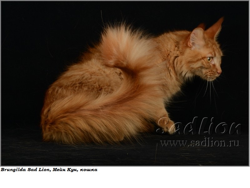 Мать: Brungilda Sad Lion