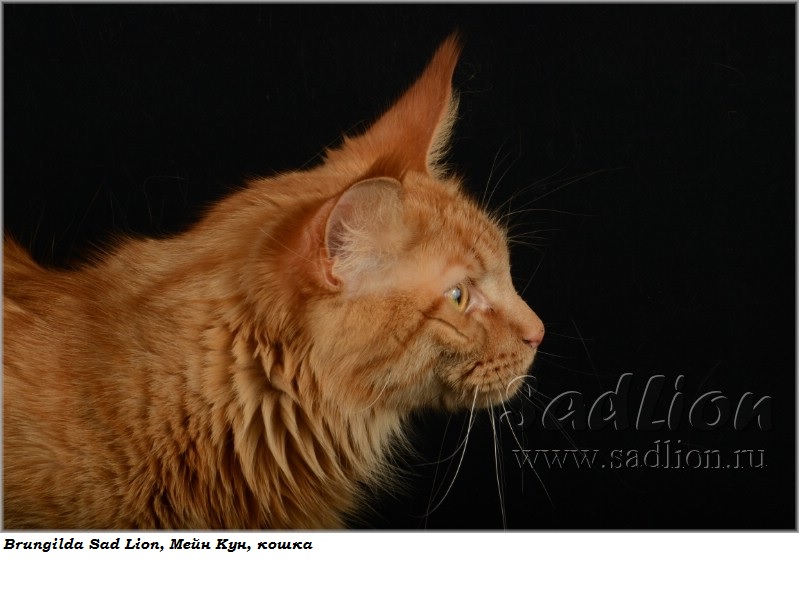 Мать: Brungilda Sad Lion