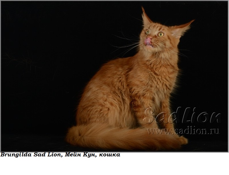 Мать: Brungilda Sad Lion