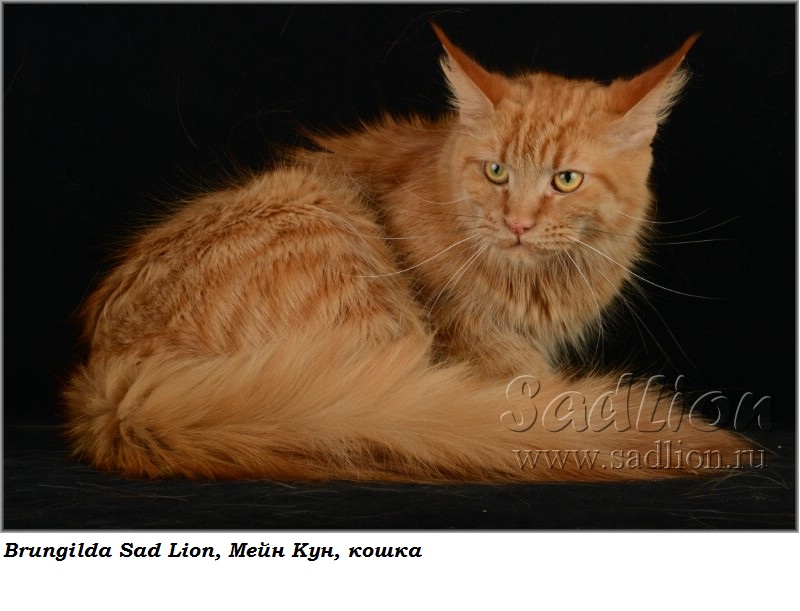 Мать: Brungilda Sad Lion