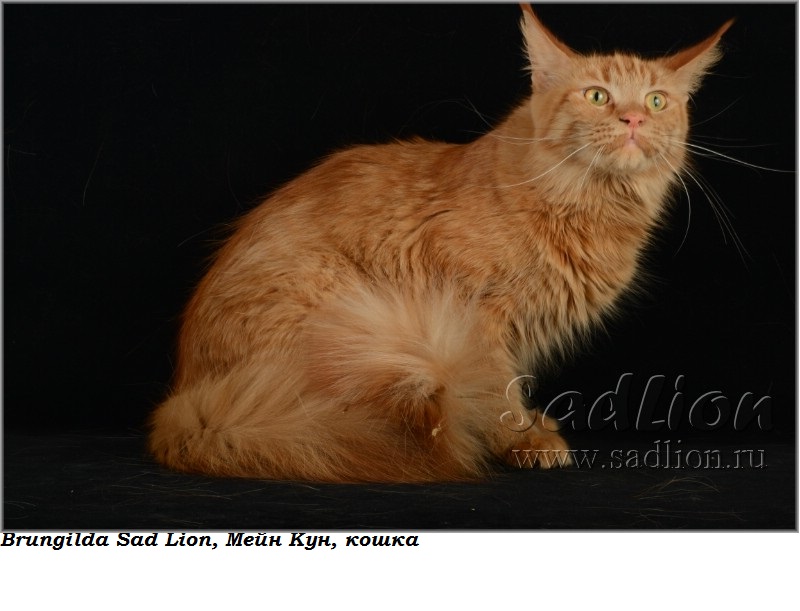 Мать: Brungilda Sad Lion