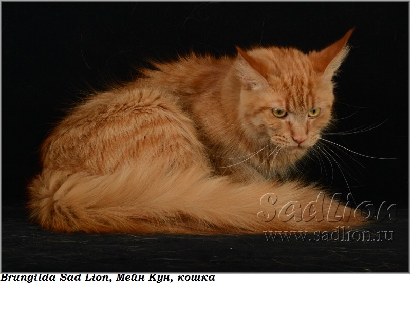 Мать: Brungilda Sad Lion