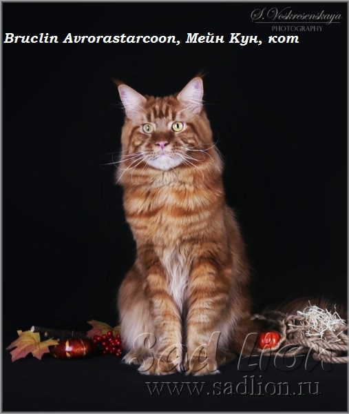 Bruclin Avrorastarcoon, Мейн Кун, кот