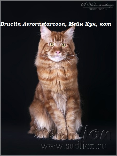 Bruclin Avrorastarcoon, Мейн Кун, кот