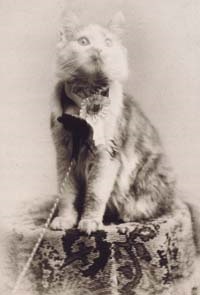 https://ru.wikipedia.org/wiki/Мейн-кун