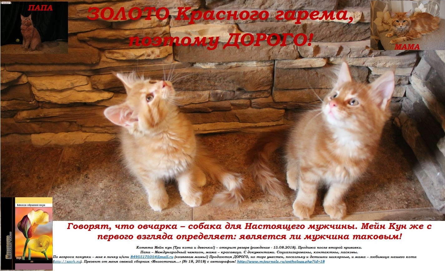 *** Говорят, что овчарка – собака для Настоящего мужчины. Мейн Кун же с первого взгляда определяет: является ли мужчина таковым! Мейн Кун – большой (до 12 кг вырастают!) не только в росте и весе. Это, прежде всего, сила духа, характера: охотник, защитник, стратег и тактик одновременно! ***