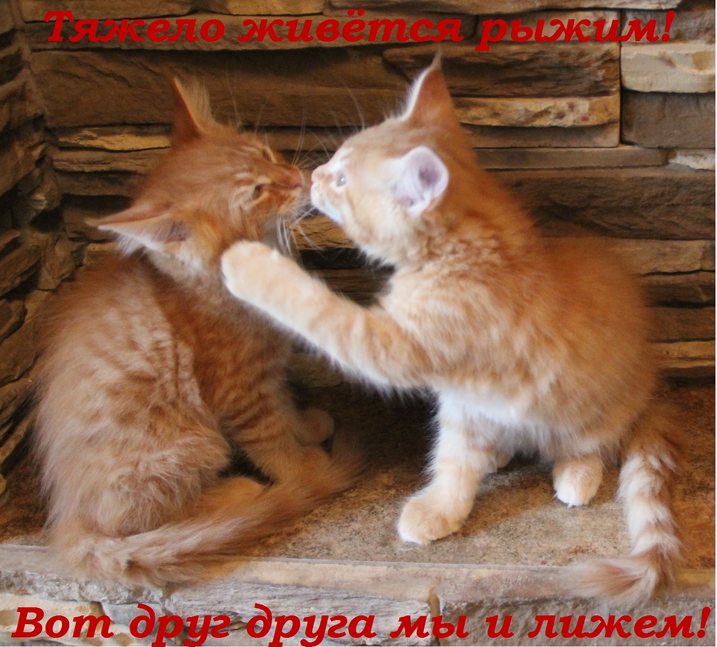 Тяжело живётся рыжим!  Вот друг друга мы и лижем!