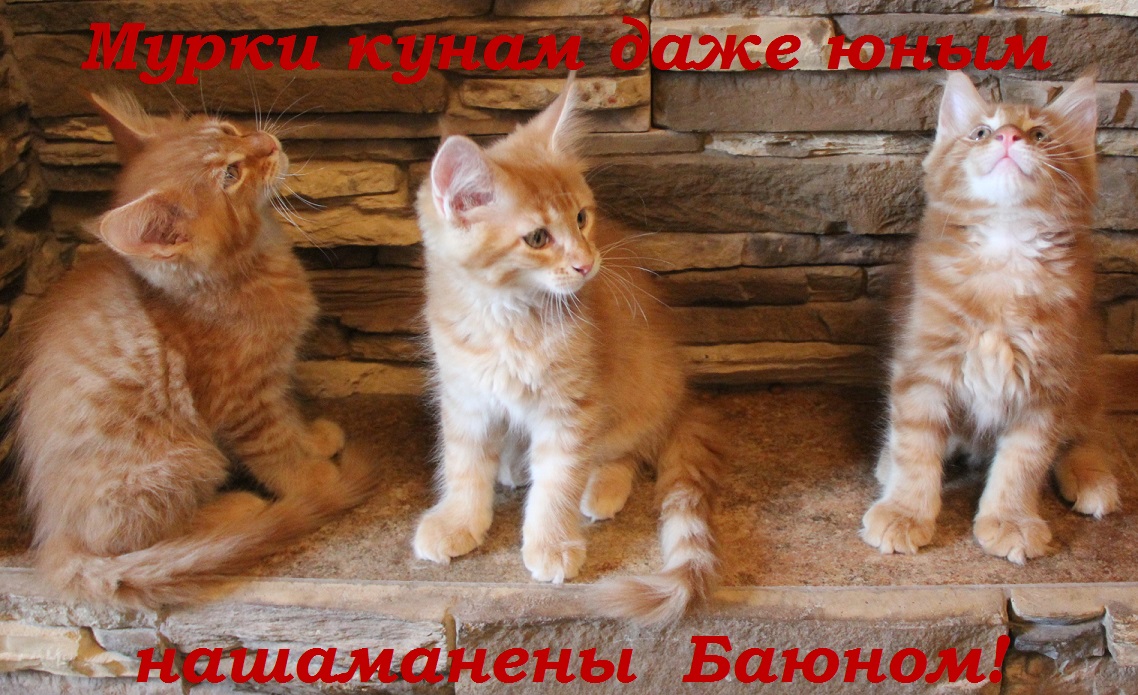 Мурки кунам даже юным нашаманены Баюном!