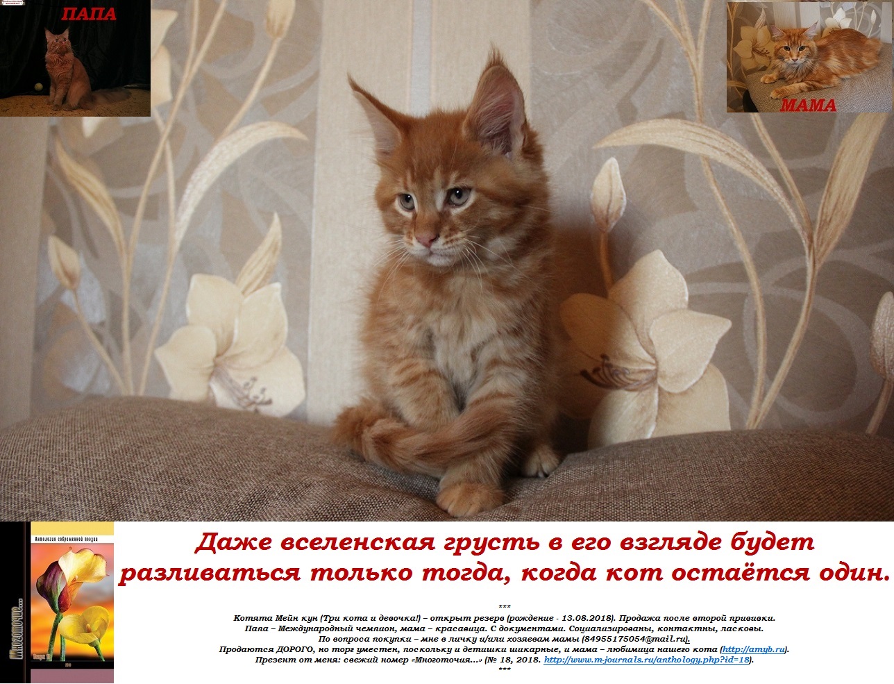 Даже вселенская грусть в его взгляде будет разливаться только тогда, когда кот остаётся один.