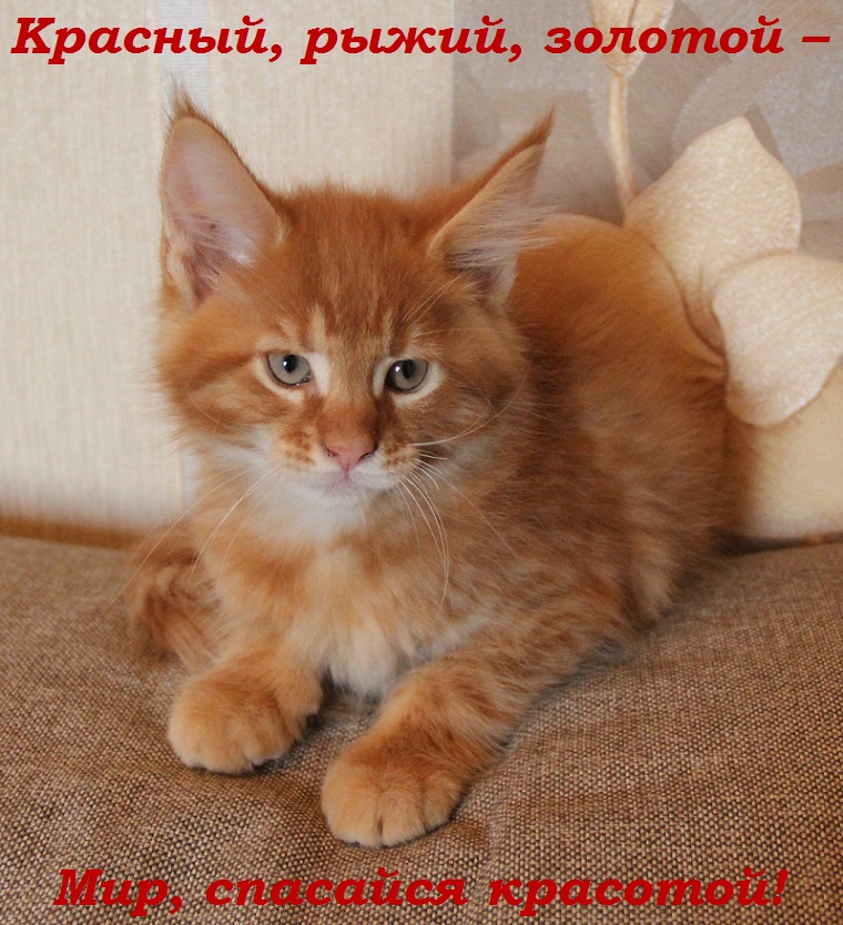 Красный, рыжий, золотой – Мир, спасайся красотой!