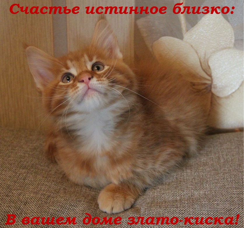 Счастье истинное близко: В вашем доме злато-киска!