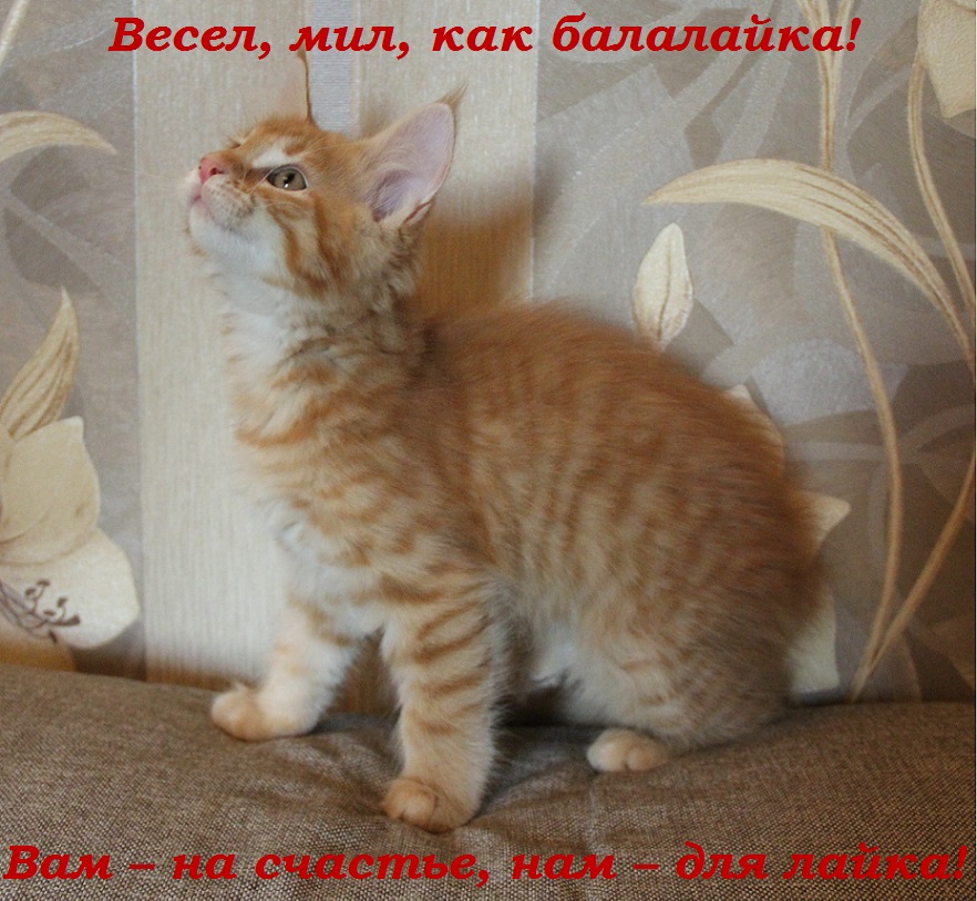 Весел, мил, как балалайка! Вам – на счастье, нам – для лайка!