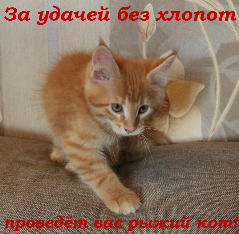 За удачей без хлопот  проведёт вас рыжий кот!