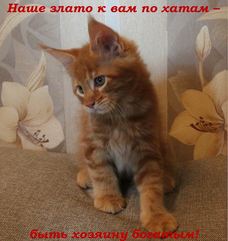 Наше злато к вам по хатам – быть хозяину богатым!