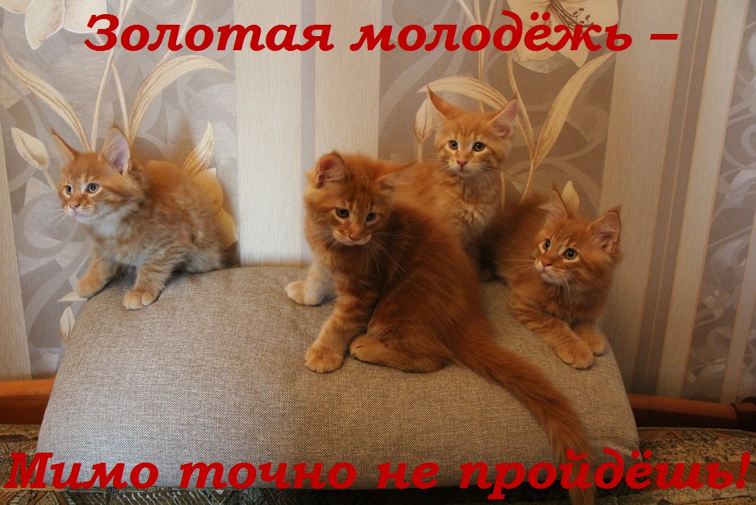 Золотая молодёжь – Мимо точно не пройдёшь!