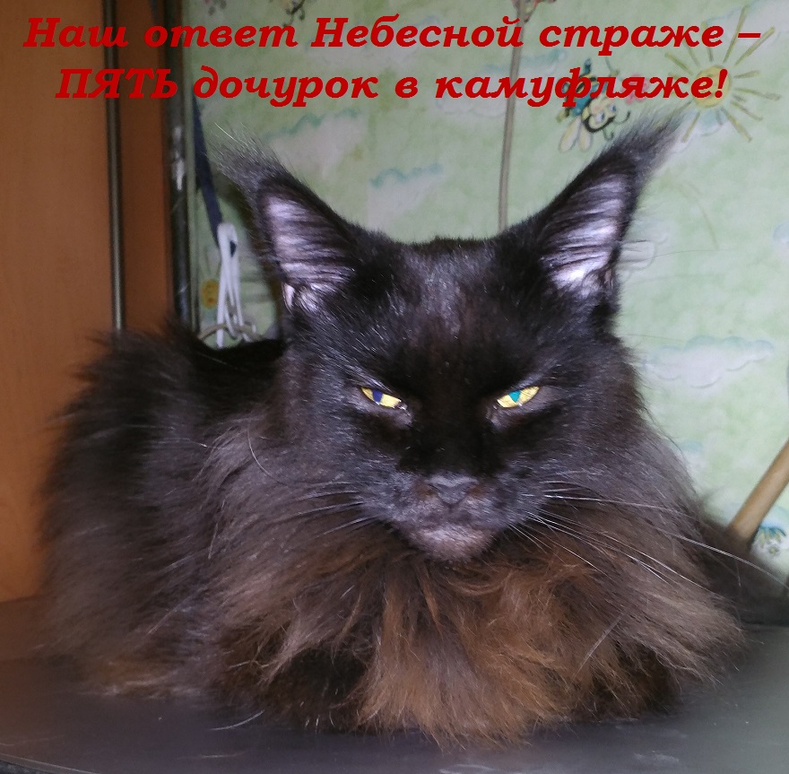 МАТЬ - СОНЯ Великолепная. Наш ответ Небесной страже – ПЯТЬ дочурок в камуфляже! 