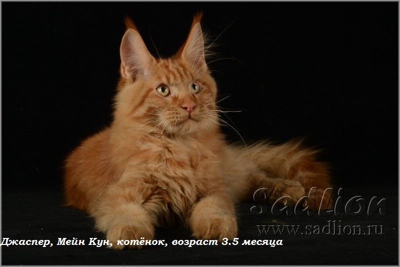 Джаспер, Мейн Кун, котёнок, возраст 3.5 месяца
