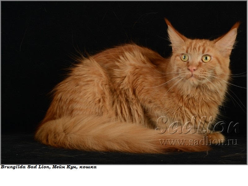 Brungilda Sad Lion, Мейн Кун, кошка